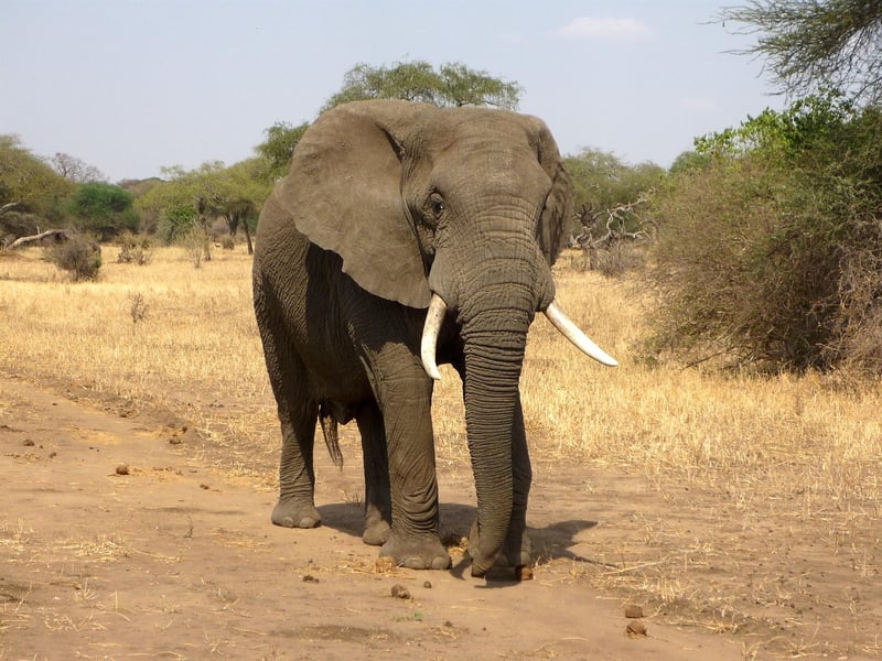 Wildlife Safaris
